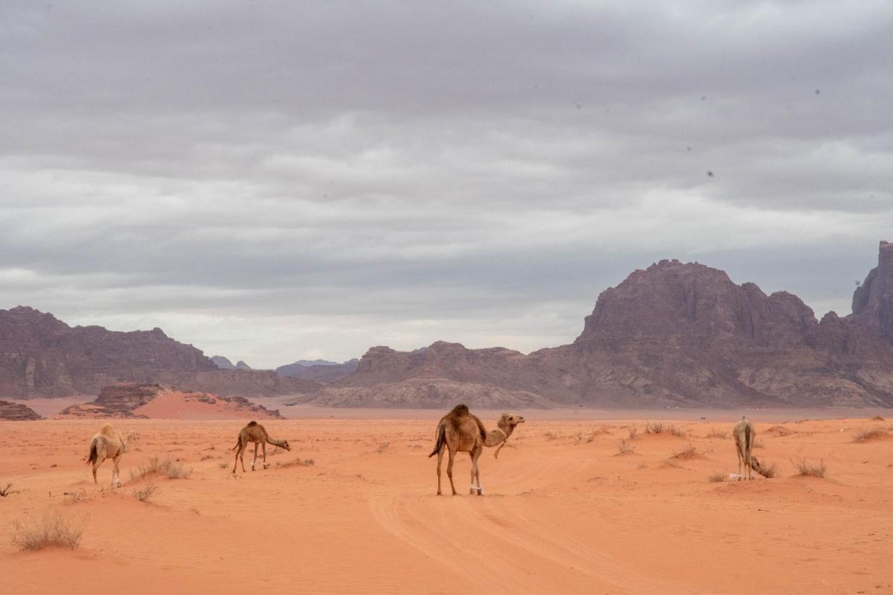 Wadi Rum Nights Dış mekan fotoğraf