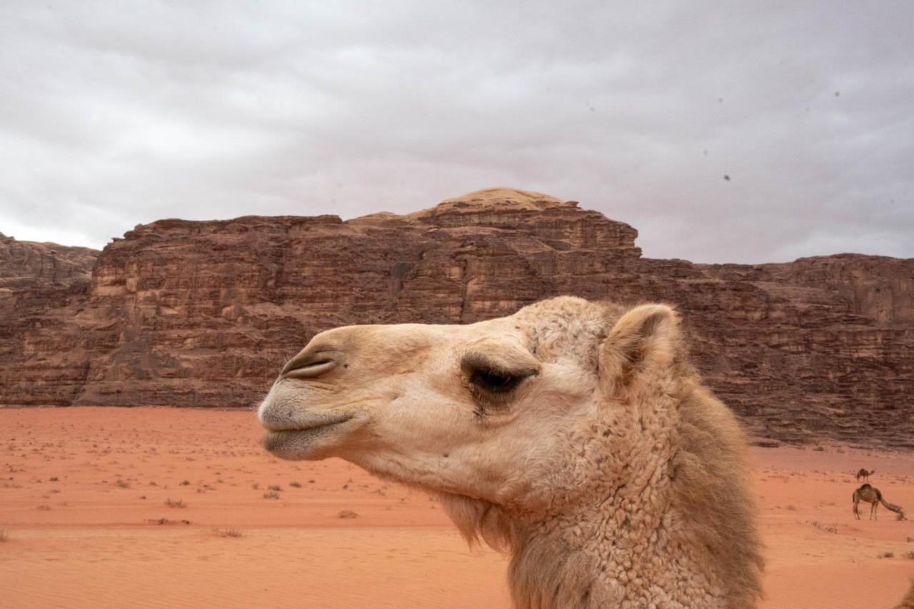 Wadi Rum Nights Dış mekan fotoğraf